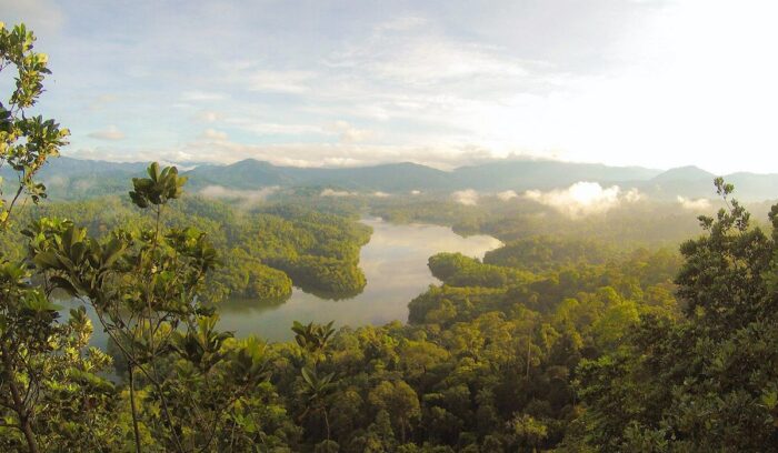 Indonesia and Malaysia have cut deforestation in half in last half-decade