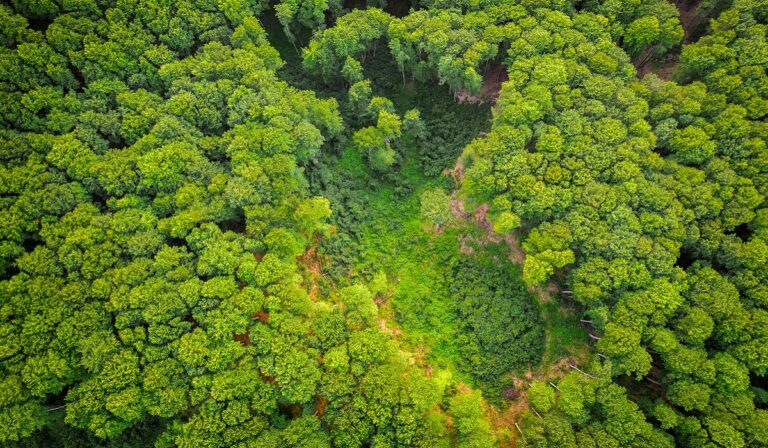 Aerial view of rainforest clearing