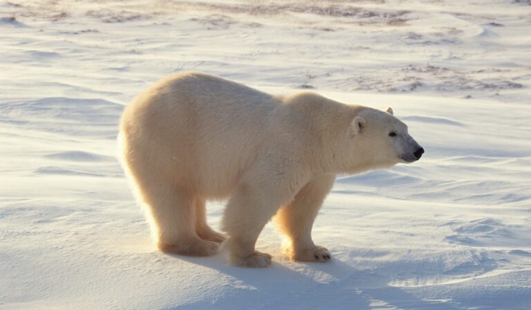 Polar bear