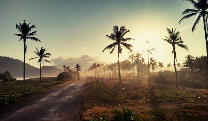 Indonesia to reforest more than 400,000 acres of palm plantations