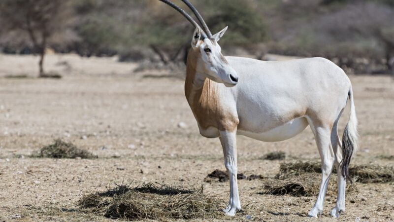 Sahara scimitar Oryx