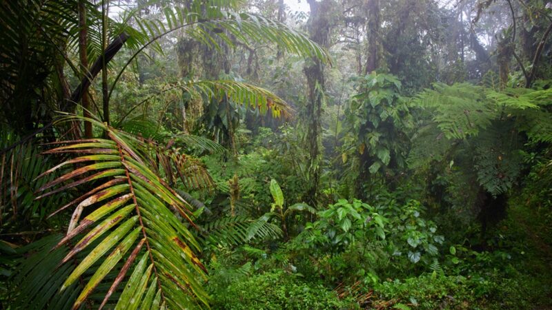 Rainforest