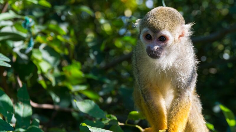 Squirrel monkey