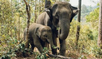 Asian elephant and baby