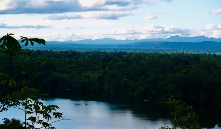 Bolivian rainforest