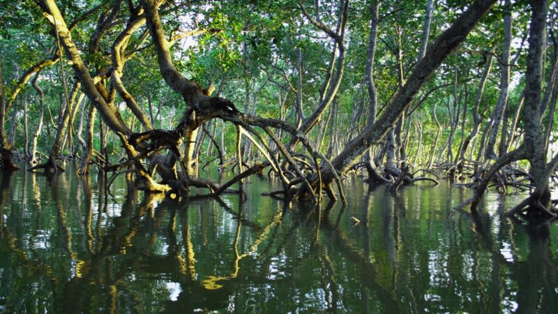 Mangrove forest