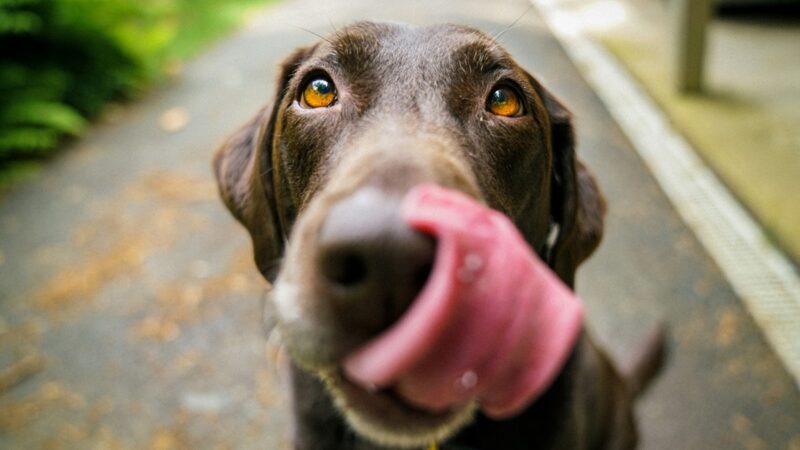 Dog licking its snout