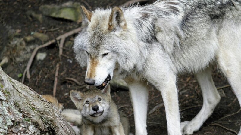 Wolf and cub