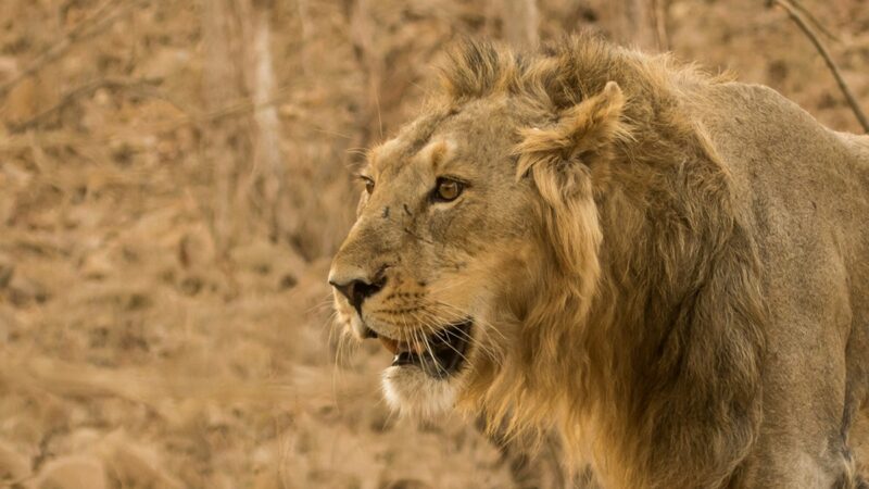 Asiatic lion