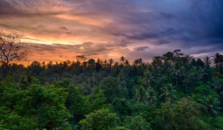 Rainforest scene