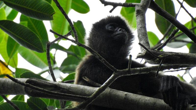 Howler monkey