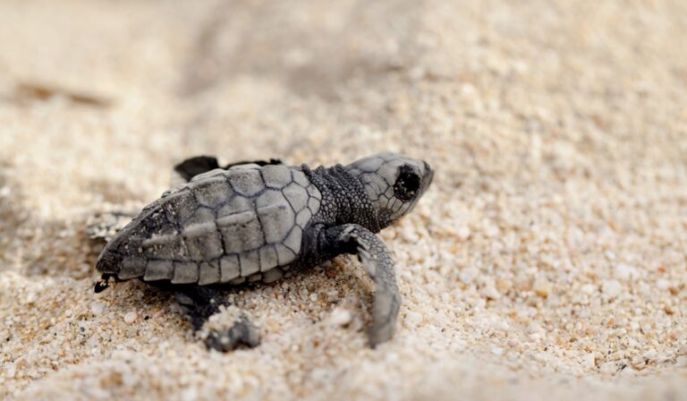 A tiny olive ridley sea turtle crawling on sand