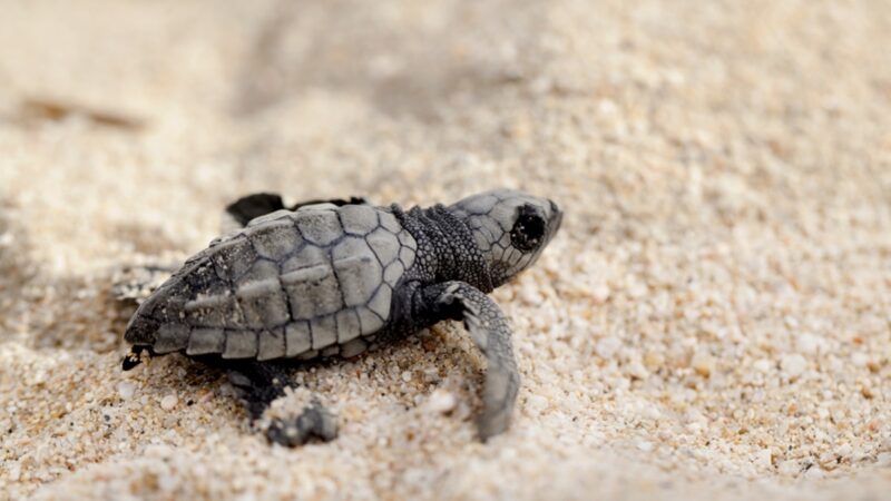 A tiny olive ridley sea turtle crawling on sand