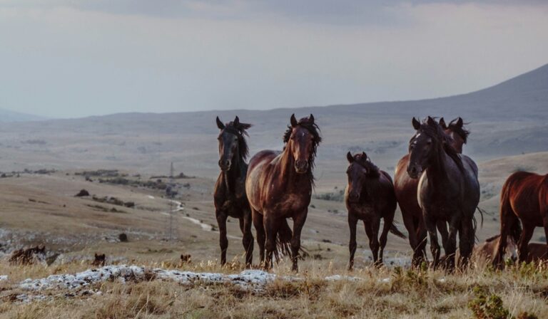 Horses on grassland