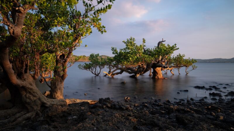 Mangrove tree in the waters around Nosy Be Madagascar