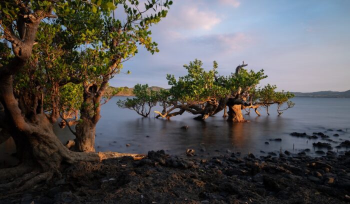 Madagascar’s mangroves are rebounding after decades of deforestation