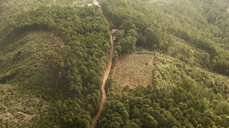 Aerial view of forest with cleared areas