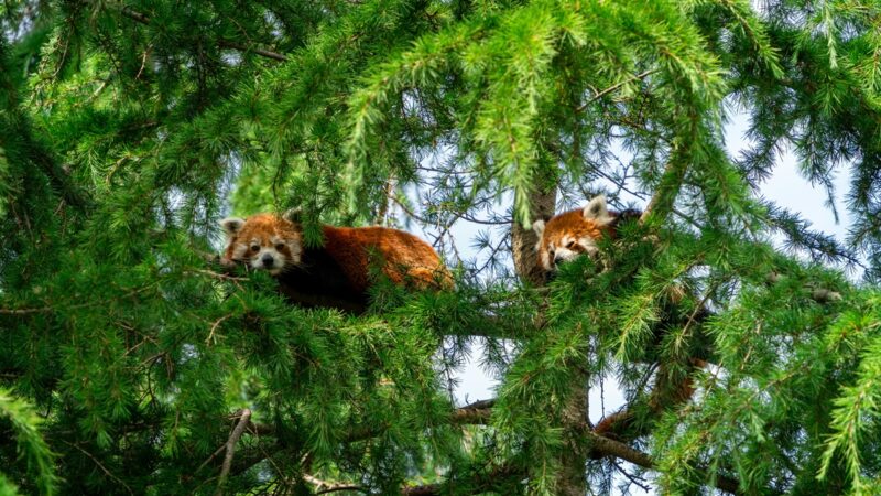 Red pandas in a tree