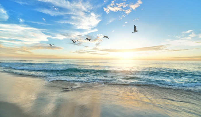 Birds flying at the beach on a sunny day