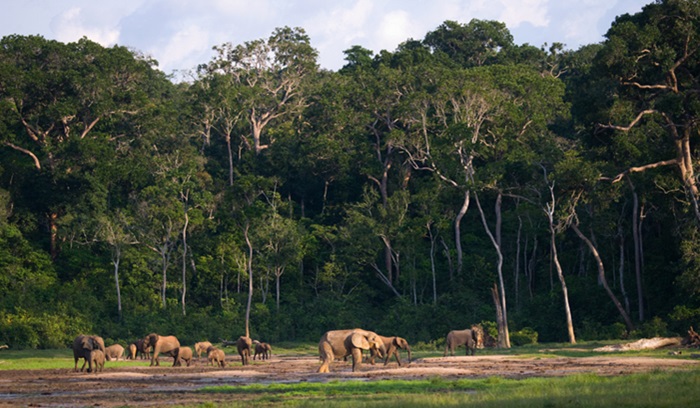 Good news for wildlife conservation, elephants in Congo national park